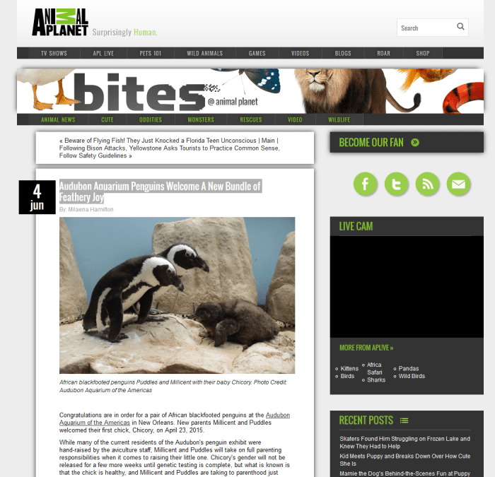 Audubon Aquarium Penguins Welcome A New Bundle of Feathery Joy