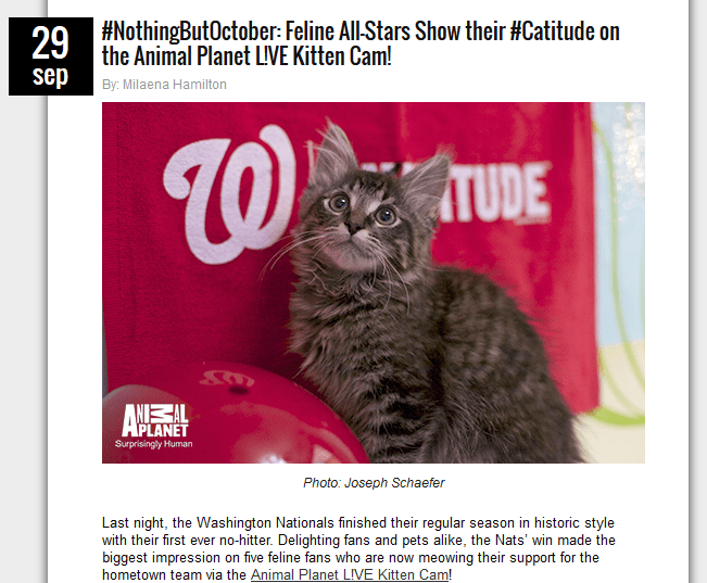 Last night, the Washington Nationals finished their regular season in historic style with their first ever no-hitter. Delighting fans and pets alike, the Nats’ win made the biggest impression on five feline fans who are now meowing their support for the hometown team via the Animal Planet L!VE Kitten Cam!